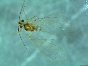  (Stenopsocus cf. immaculatus - bf-pso-00002)  @11 [ ] CreativeCommons - Attribution Non-Commercial Share-Alike (2015) Kjell Magne Olsen BioFokus