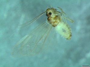  (Stenopsocus cf. lachlani - bf-pso-00003)  @11 [ ] CreativeCommons - Attribution Non-Commercial Share-Alike (2015) Kjell Magne Olsen BioFokus