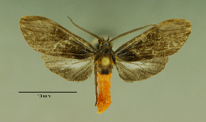  (Cercopimorpha homopteridia - MUSM-ArctVBC18)  @15 [ ] Copyright (2016) Juan Grados Museo de Historia Natural, UNMSM, Lima, Perú