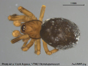  (Enoplognatha thoracica - AraVM93)  @14 [ ] CreativeCommons - Attribution Non-Commercial Share-Alike (2015) NTNU University Museum, Department of Natural History NTNU University Museum, Department of Natural History