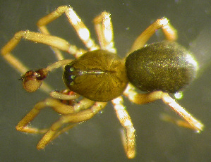  ( - TRD-ARA105)  @11 [ ] CreativeCommons - Attribution Non-Commercial Share-Alike (2014) Arne Fjellberg Arne Fjellberg Entomological Research
