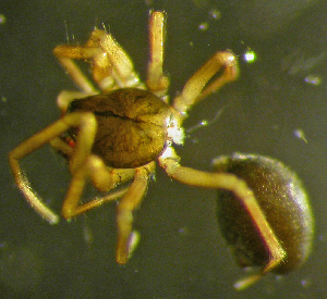  ( - TRD-ARA104)  @12 [ ] CreativeCommons - Attribution Non-Commercial Share-Alike (2014) Arne Fjellberg Arne Fjellberg Entomological Research