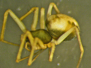  ( - TRD-ARA122)  @12 [ ] CreativeCommons - Attribution Non-Commercial Share-Alike (2014) Arne Fjellberg Arne Fjellberg Entomological Research