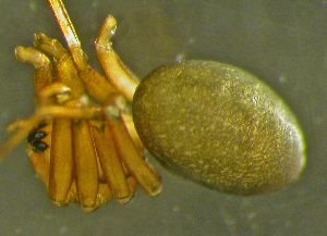  (Oryphantes angulatus - TRD-ARA126)  @14 [ ] CreativeCommons - Attribution Non-Commercial Share-Alike (2014) Arne Fjellberg Arne Fjellberg Entomological Research