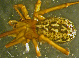  ( - TRD-ARA128)  @11 [ ] CreativeCommons - Attribution Non-Commercial Share-Alike (2014) Arne Fjellberg Arne Fjellberg Entomological Research