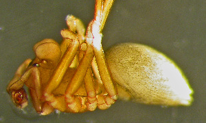  (Thyreosthenius biovatus - TRD-ARA134)  @14 [ ] CreativeCommons - Attribution Non-Commercial Share-Alike (2014) Arne Fjellberg Arne Fjellberg Entomological Research