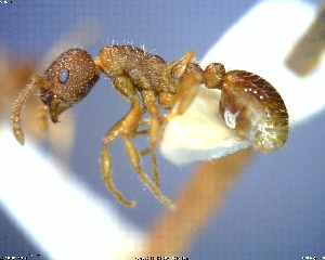  (Myrmica nearctica - AF-02843-D01)  @11 [ ] CreativeCommons - Attribution Non-Commercial No Derivatives (2011) Alex Smith University of Guelph