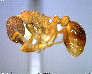  (Myrmica tahoensis - AF-05946-D01)  @11 [ ] CreativeCommons - Attribution Non-Commercial No Derivatives (2011) Alex Smith University of Guelph