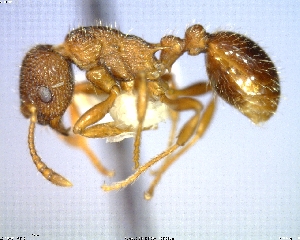  (Myrmica nearctica - AF-08685-D01)  @11 [ ] CreativeCommons - Attribution Non-Commercial No Derivatives (2011) Alex Smith University of Guelph