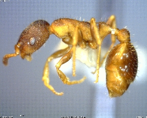  (Leptothorax AF-kon - AF-10592-D02)  @11 [ ] CreativeCommons - Attribution Non-Commercial No Derivatives (2011) Alex Smith University of Guelph