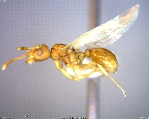  (Myrmica semiparasitica - AF-12560-D01)  @11 [ ] CreativeCommons - Attribution Non-Commercial No Derivatives (2011) Alex Smith University of Guelph
