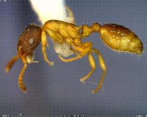  (Leptothorax muscorum - AF-14005-D02)  @15 [ ] CreativeCommons - Attribution Non-Commercial No Derivatives (2011) Alex Smith University of Guelph