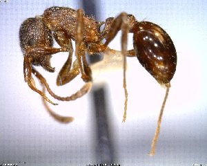  (Myrmica crassirugis - AF-14193-D01)  @14 [ ] CreativeCommons - Attribution Non-Commercial No Derivatives (2011) Alex Smith University of Guelph