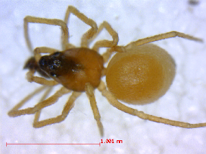  ( - BIOUG02613-C03)  @12 [ ] CreativeCommons - Attribution (2012) M. Alex Smith Centre for Biodiversity Genomics