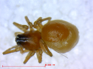  ( - BIOUG02613-E07)  @12 [ ] CreativeCommons - Attribution (2012) M. Alex Smith Centre for Biodiversity Genomics