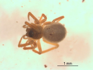  ( - BIOUG07490-E07)  @12 [ ] CreativeCommons - Attribution (2013) M. Alex Smith Centre for Biodiversity Genomics