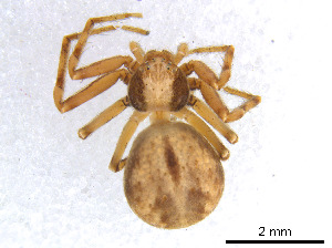  (Philodromus minutus - BIOUG01027-F02)  @13 [ ] CreativeCommons - Attribution Non-Commercial Share-Alike (2015) M. Alex Smith Research Collection of M. Alex Smith