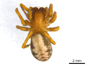  (Callobius bennetti - BIOUG01027-G01)  @15 [ ] CreativeCommons - Attribution Non-Commercial Share-Alike (2015) M. Alex Smith Research Collection of M. Alex Smith