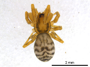  (Phrurolithidae - BIOUG01027-G07)  @15 [ ] CreativeCommons - Attribution Non-Commercial Share-Alike (2015) M. Alex Smith Research Collection of M. Alex Smith