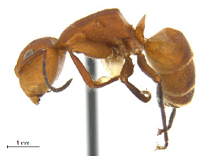  (Camponotus rectangularis - CCDB-32045-A01)  @15 [ ] CreativeCommons  Attribution Non-Commercial Share-Alike (2018) M. Alex Smith University of Guelph