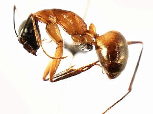  (Camponotus ocreatus - MAS118-07)  @14 [ ] Unspecified (default): All Rights Reserved  Unspecified Unspecified