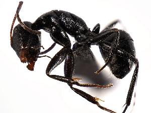  (Camponotus ulcerosus - MAS126-07)  @14 [ ] Unspecified (default): All Rights Reserved  Unspecified Unspecified