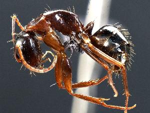  (Camponotus sansabeanus - MAS133-07)  @14 [ ] Unspecified (default): All Rights Reserved  Unspecified Unspecified
