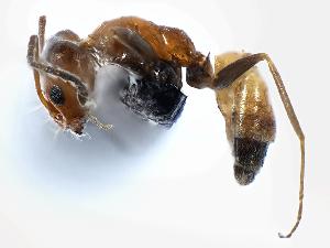  ( - MAS158-07)  @13 [ ] Unspecified (default): All Rights Reserved  Unspecified Unspecified