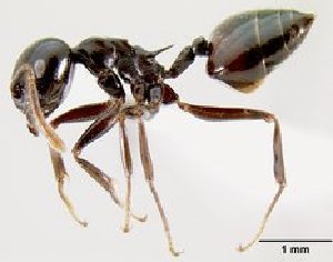  (Crematogaster sabatra - CASENT0193120-D01)  @13 [ ] CreativeCommons - Attribution Non-Commercial No Derivatives (2011) Brian Fisher California Academy of Sciences