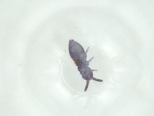  (Brachystomella agrosa - CBG-A32481-G04)  @11 [ ] CreativeCommons - Attribution Share - Alike (2024) Centre for Biodiversity Genomics Centre for Biodiversity Genomics