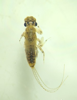  ( - MIAASA-CNP3-E6-EPH350.1)  @11 [ ] Copyright (c) (2023) Daryl A. Valderrama-Gomez Instituto de Investigacion Alexander von Humboldt (IAvH)