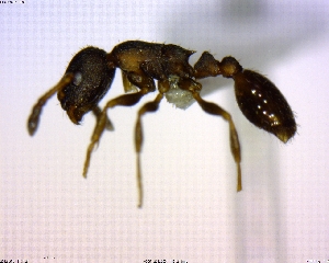  (Leptothorax AF-can - BIOUG02018-B05)  @13 [ ] CreativeCommons - Attribution (2011) M. Alex Smith Centre for Biodiversity Genomics