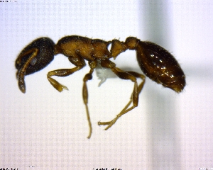  (Leptothorax AF-can - BIOUG02018-F04)  @13 [ ] CreativeCommons - Attribution (2011) M. Alex Smith Centre for Biodiversity Genomics