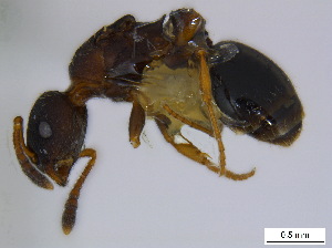  (Leptothorax AF-erg - BIOUG06760-F10)  @13 [ ] CreativeCommons - Attribution (2011) Unspecified Centre for Biodiversity Genomics