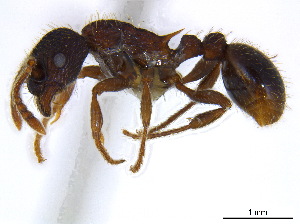  (Myrmica fracticornis - BIOUG06760-H01)  @15 [ ] CreativeCommons - Attribution (2011) Unspecified Centre for Biodiversity Genomics