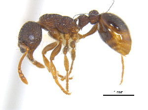  (Myrmica sp. AF-scu - BIOUG07487-A03)  @14 [ ] CreativeCommons - Attribution (2011) Unspecified Centre for Biodiversity Genomics