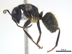  (Camponotus pennsylvanicus - BIOUG07487-C02)  @15 [ ] CreativeCommons - Attribution (2011) Unspecified Centre for Biodiversity Genomics
