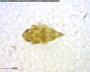  ( - BIOUG02365-G08)  @12 [ ] CreativeCommons - Attribution (2011) M. Alex Smith Centre for Biodiversity Genomics