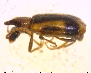  ( - BIOUG02610-C09)  @12 [ ] CreativeCommons - Attribution (2011) M. Alex Smith Centre for Biodiversity Genomics