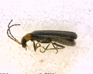  ( - BIOUG02610-H01)  @12 [ ] CreativeCommons - Attribution (2011) M. Alex Smith Centre for Biodiversity Genomics