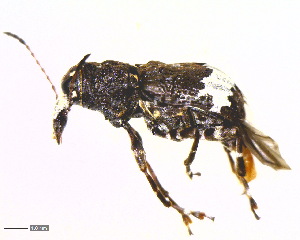  (Eurymycter tricarinatus - BIOUG06758-G09)  @13 [ ] CreativeCommons - Attribution (2013) M. Alex Smith Centre for Biodiversity Genomics