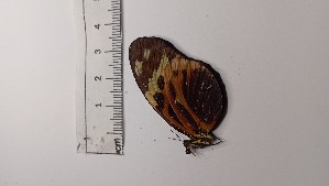  (Melinaea marsaeus - JAMASA1E7-LD16.3)  @11 [ ] Copyright (2023) Instituto de Investigacion Alexander von Humboldt (IAvH) Instituto de Investigacion Alexander von Humboldt (IAvH)
