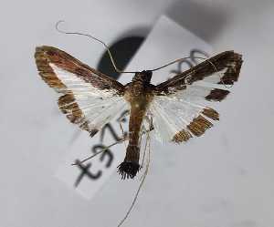  ( - VANASA2E7-LN307)  @11 [ ] Copyright (2023) Insitituto de Investigacion  Alexander von Humboldt (IAvH) Insitituto de Investigacion de Recursos Biologicos Alexander von Humboldt