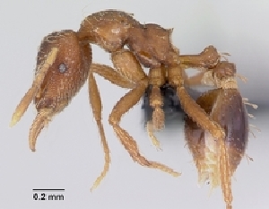  ( - BLF1342(33)-01-D01)  @13 [ ] CreativeCommons - Attribution Non-Commercial No Derivatives (2011) Brian Fisher California Academy of Sciences