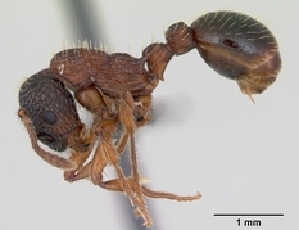  (Myrmica sulcinodis - CASENT0172735-D01)  @13 [ ] CreativeCommons - Attribution Non-Commercial No Derivatives (2011) Brian Fisher California Academy of Sciences