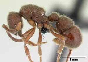  (Proceratium FHG mala - CASENT0068341-D01)  @13 [ ] Unspecified (default): All Rights Reserved  Unspecified Unspecified