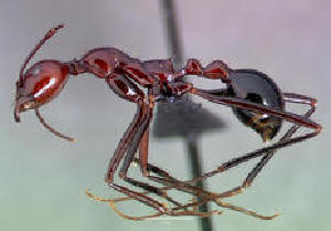  (Aphaenogaster swammerdami - CASENT0057190-D01)  @13 [ ] Unspecified (default): All Rights Reserved  Unspecified Unspecified