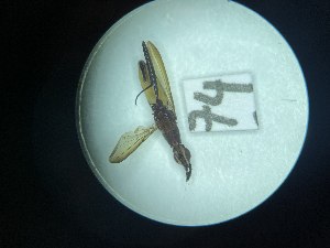  ( - Malasa3_E15_Dip_YE073)  @11 [ ] Copyright (2023) Instituto de Investigacion Alexander von Humboldt (IAvH) Instituto de Investigacion Alexander von Humboldt (IAvH)