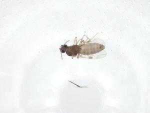  ( - CBG-A29208-C01)  @11 [ ] CreativeCommons - Attribution Share - Alike (2024) Centre for Biodiversity Genomics Centre for Biodiversity Genomics