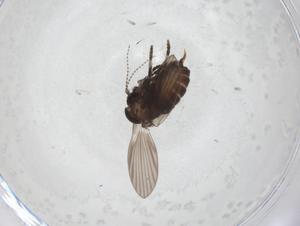  ( - CBG-A32452-A08)  @11 [ ] CreativeCommons - Attribution Share - Alike (2024) Centre for Biodiversity Genomics Centre for Biodiversity Genomics